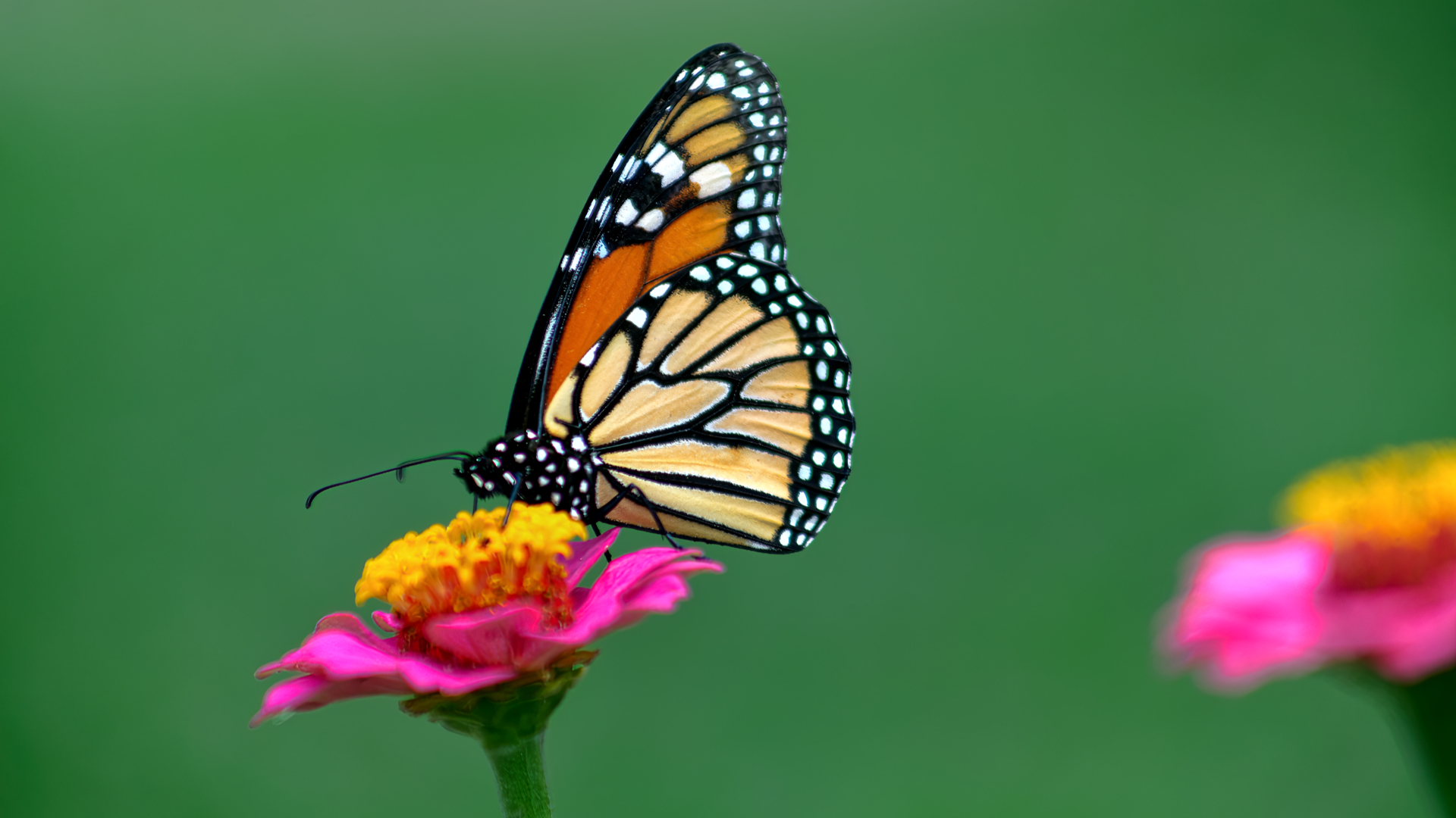 Garden Guest