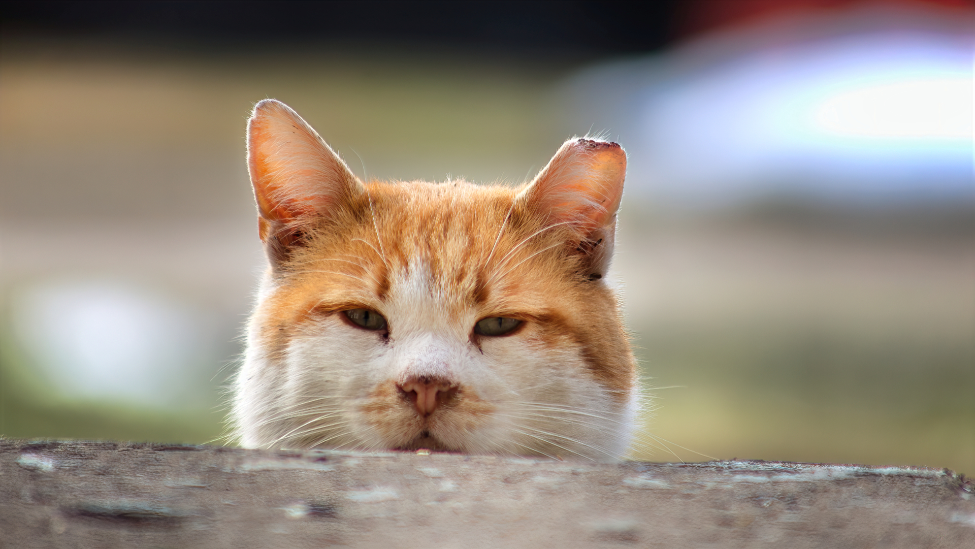 Front of the Snack Line