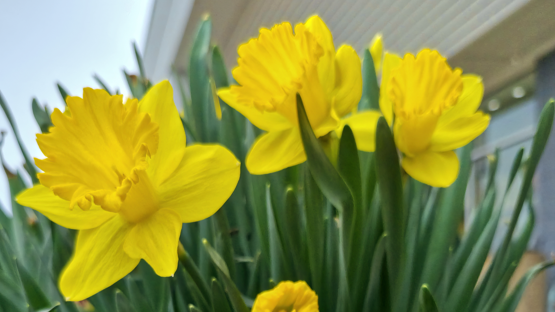 The Day of the Daffodils