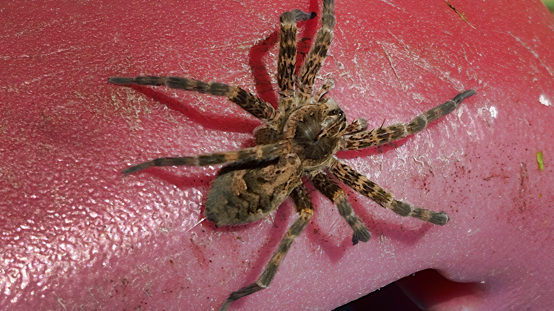 King of the Woodpile