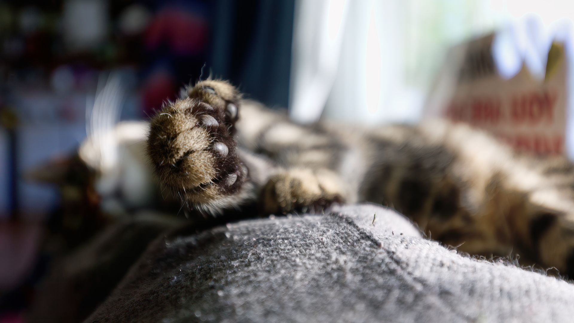 Cat Napping