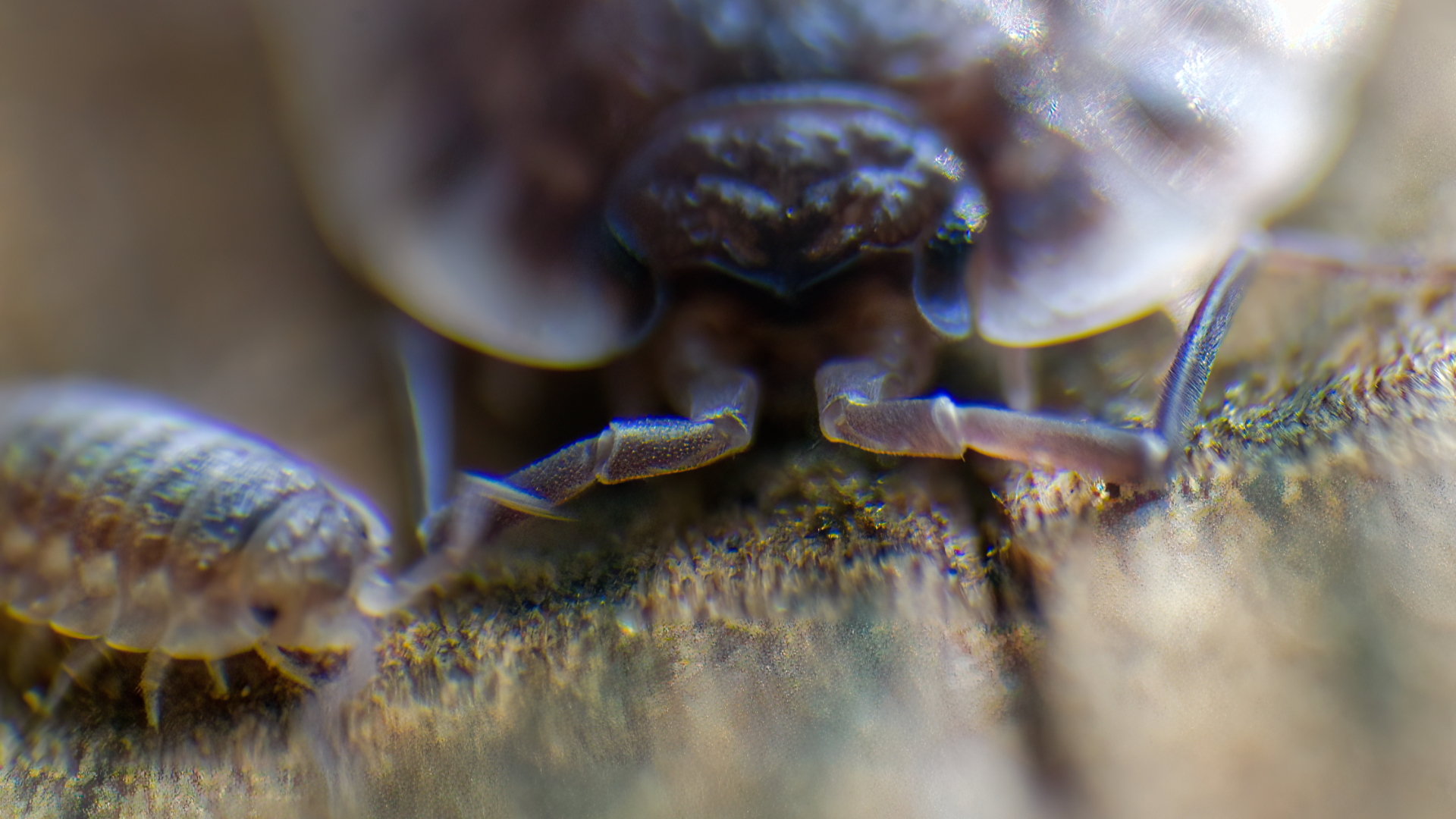 Little Big Bug