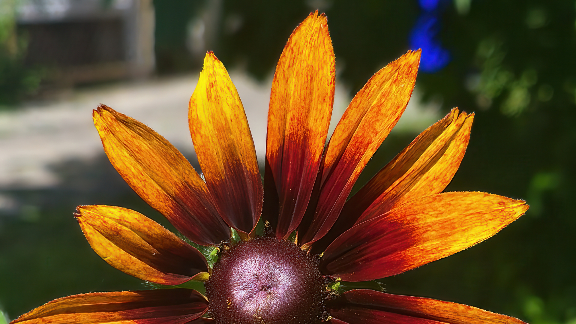 Gloriosa Daisy