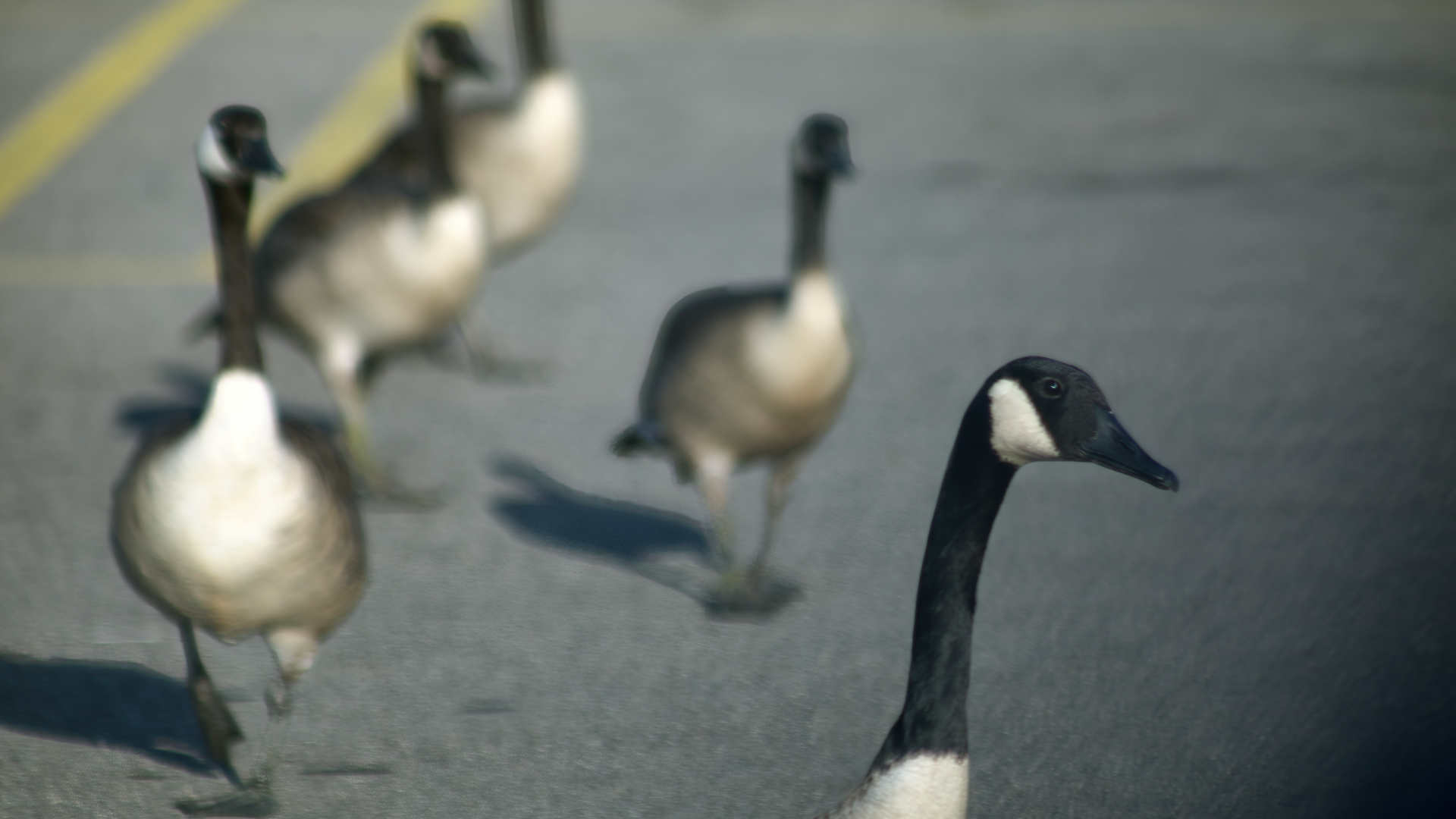 Goose Race