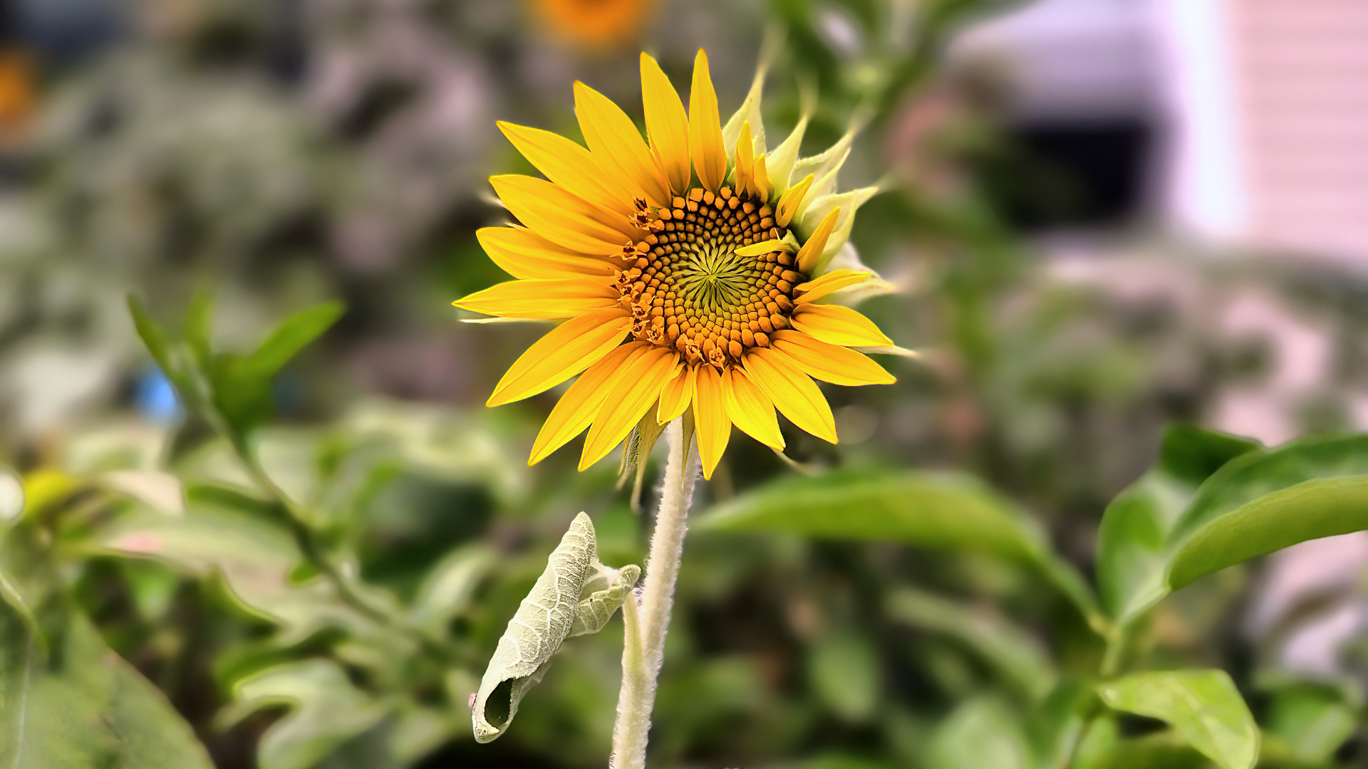 Small Is Beautiful