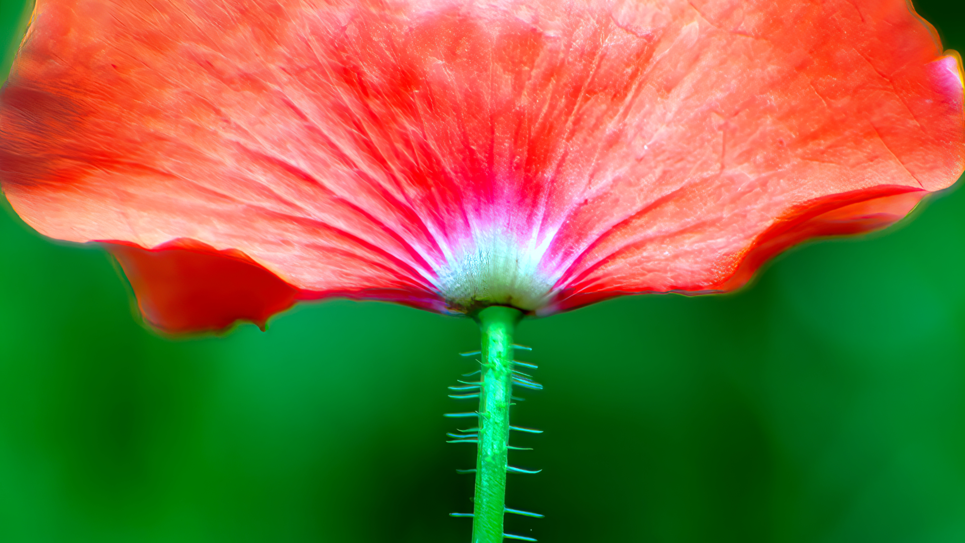 Poppy Profile