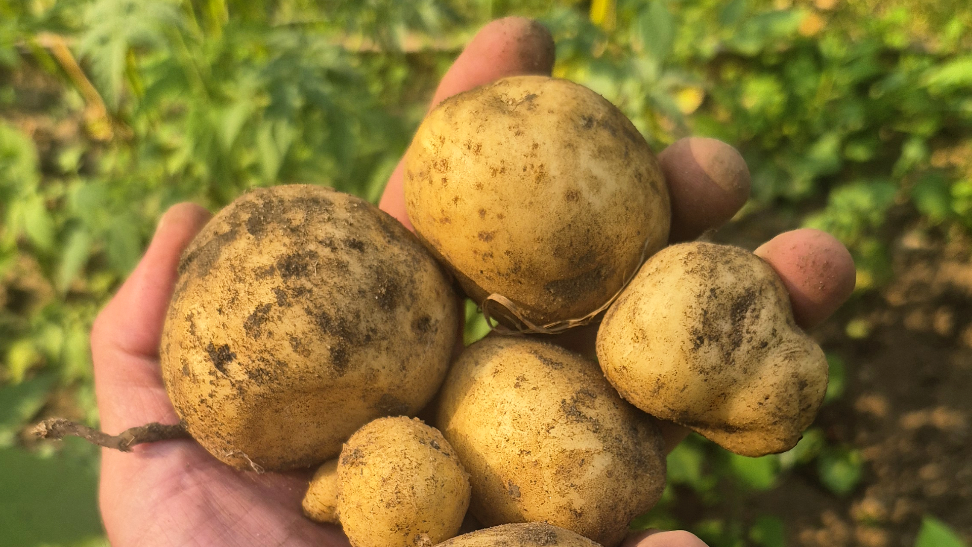 A Fistful of Potatoes