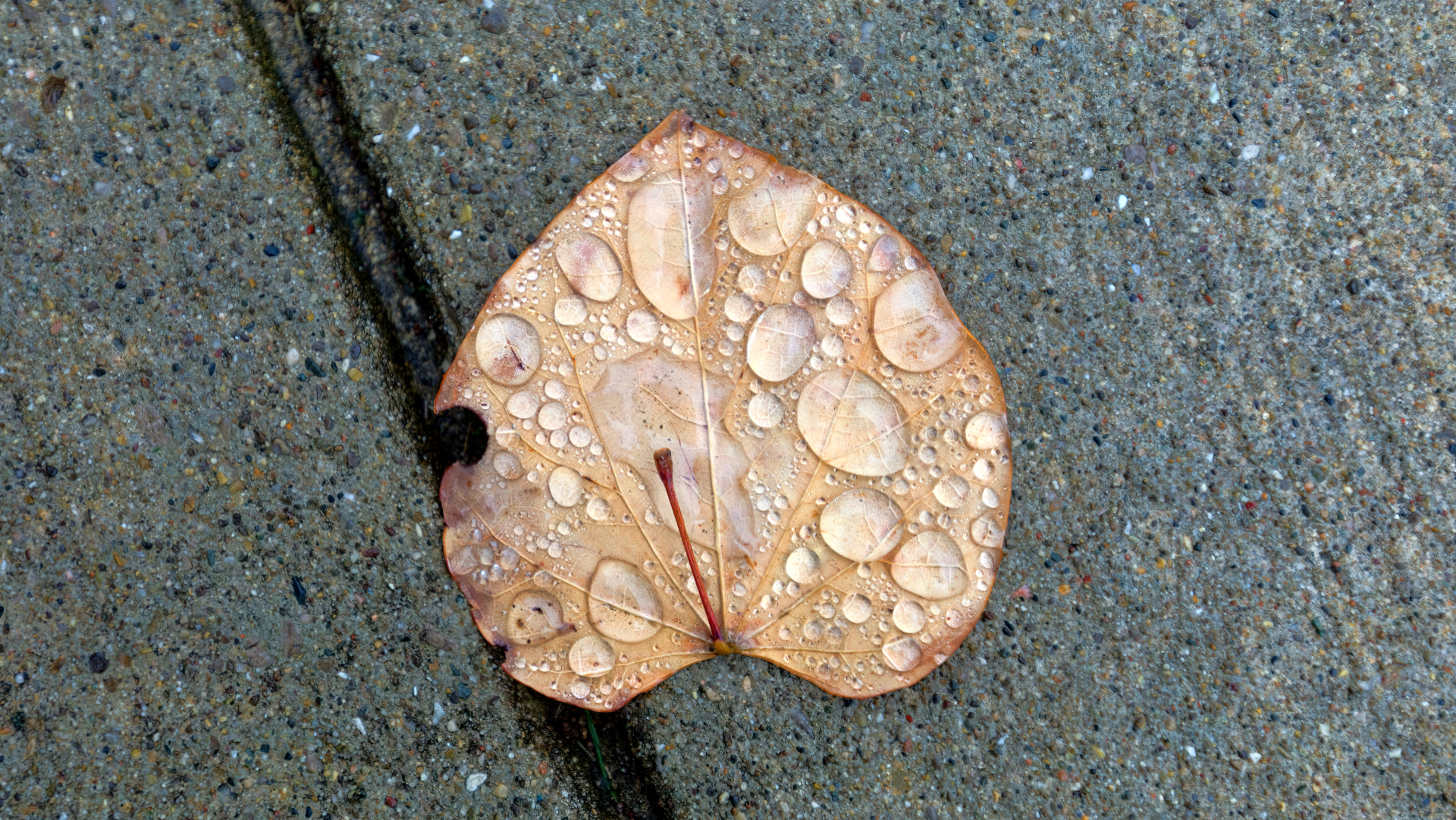 Shedding Rain