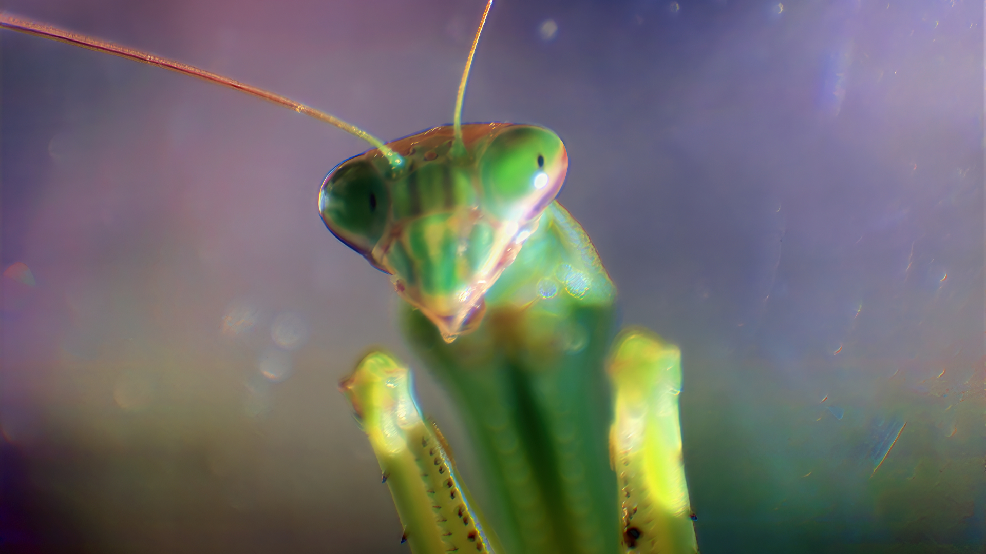 Sup