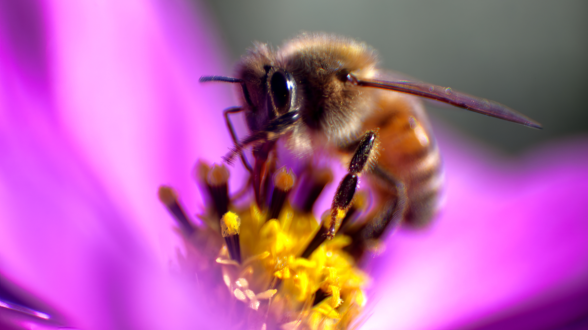 Garden Guest